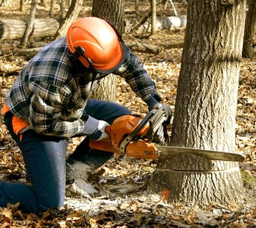 Tree Removal in Mentone, AL